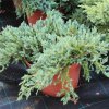 Juniperus squamata 'Blue Carpet' C7,5